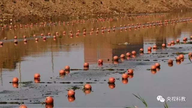 央視聚焦<a href=http://m.r1lxrhg.cn target=_blank class=infotextkey>雙良</a><a href=http://m.r1lxrhg.cn target=_blank class=infotextkey>新型光催化</a>“走進(jìn)科學(xué)”