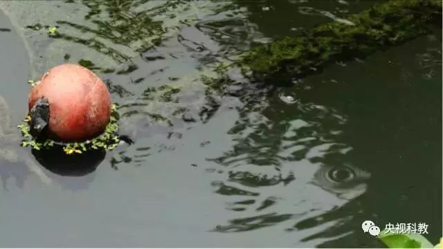 央視聚焦<a href=http://m.r1lxrhg.cn target=_blank class=infotextkey>雙良</a><a href=http://m.r1lxrhg.cn target=_blank class=infotextkey>新型光催化</a>“走進(jìn)科學(xué)”