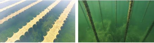 <a href=http://m.r1lxrhg.cn target=_blank class=infotextkey>雙良</a><a href=http://m.r1lxrhg.cn target=_blank class=infotextkey>新型光催化</a>技術(shù)市場(chǎng)應(yīng)用推廣交流會(huì)在上海順利召開(kāi)！