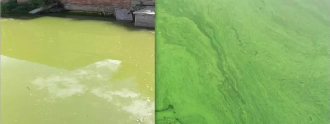 浙江杭州新灣街道河道水環(huán)境治理項(xiàng)目的公開(kāi)招標(biāo)公告