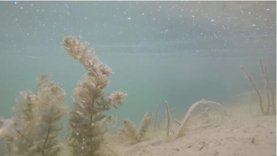 改善<a href=http://m.r1lxrhg.cn target=_blank class=infotextkey>水環(huán)境修復(fù)</a>水生態(tài)是我們的使命！