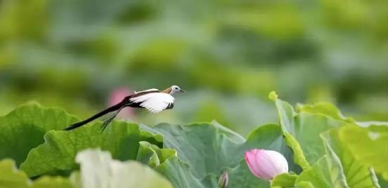 《關(guān)于“湖泊革命”攻堅(jiān)戰(zhàn)的實(shí)施意見》 云南省全面打響“湖泊革命”攻堅(jiān)戰(zhàn)