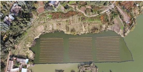 雙良系統(tǒng)治理湖泊4年長(zhǎng)大近3萬(wàn)畝