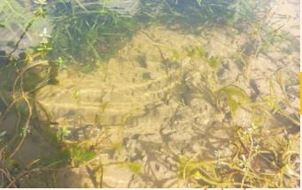 岸上岸下城鎮(zhèn)農(nóng)村同步治理崇陽萬人保護(hù)水環(huán)境！