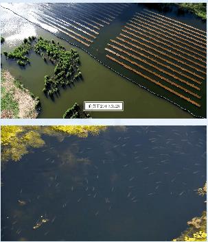 水體生態(tài)修復與景觀構建