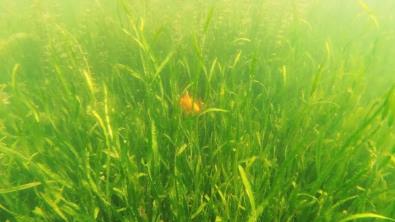 創(chuàng)新水庫治理之術(靶向治療，防治一體)