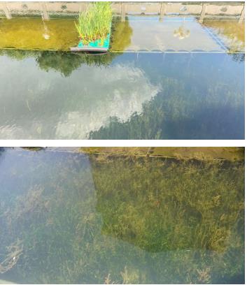 全市開(kāi)展飲用水源地生態(tài)環(huán)境保護(hù)專項(xiàng)行動(dòng)142條段黑臭水體全部完成治理